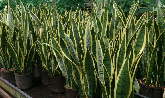 You’ll love growing Sansevierias