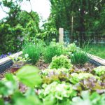 Automatic watering systems for vegetable garden