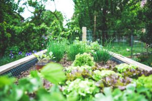 Automatic watering systems for vegetable garden