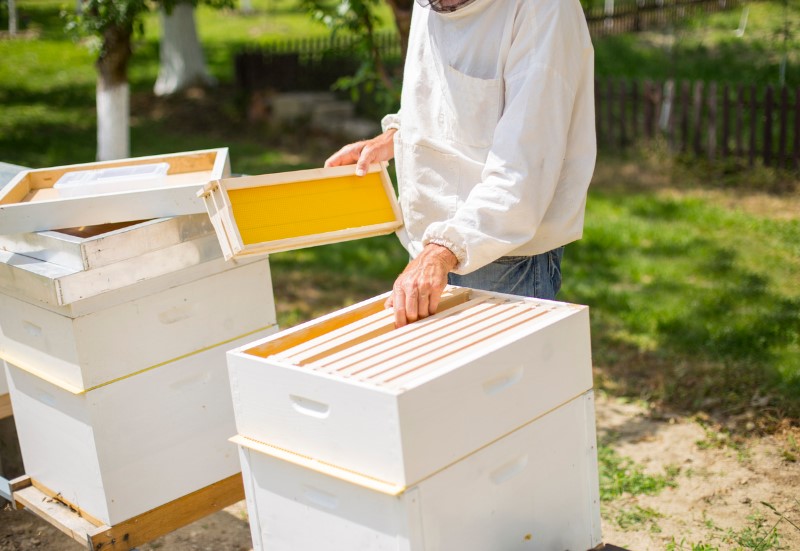 essential beekeeping practice