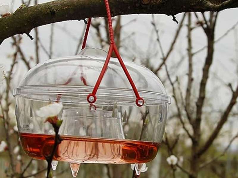 wasp trap